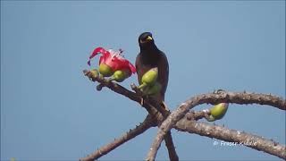 Common Myna, Acridotheres tristis, Goa, India