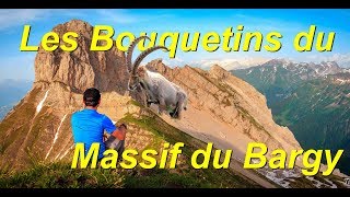 Rencontre avec autant de bouquetins !!