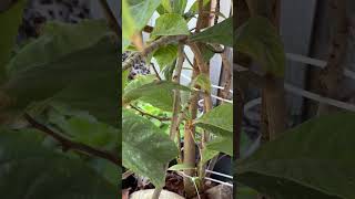 10 Year Old Potted Loquat Tree Finally Fruiting