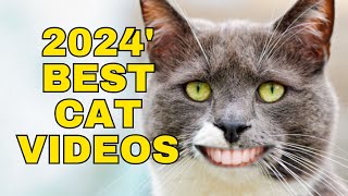 Cats funniest moments: best videos 2024