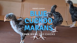 Blue Cuckoo Marans: 4-Week-Old Chicks