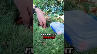 Geocache Encounter | Slithery Surprises in the UK | #shorts #shortvideo #shortsfeed