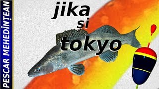 Monturi pentru şalău - Jika şi Tokyo