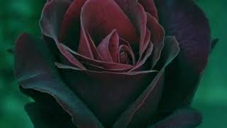 The life of roses,  Very beautiful rose and music flowers 1