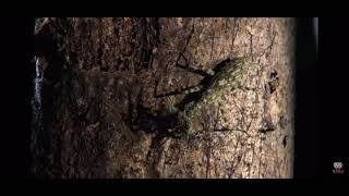 Lichen Bark Mantis vs Rock Spider final battle