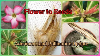 Adenium Hand Pollination Update Video - Journey from Flower to Seeds | Gardening Tips and Treats