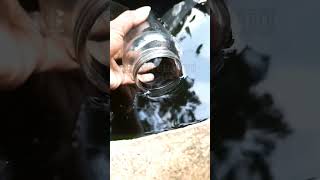 Tank cleaner පැටවු පොන්ඩ් එකට👉/sl fish chathu subscribe for more /#short