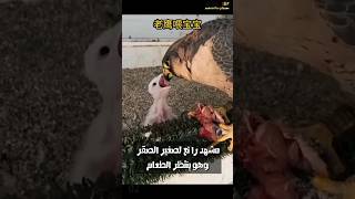 مشهد رائع لصفر صغير وهو ينتظر الطعام #shorts