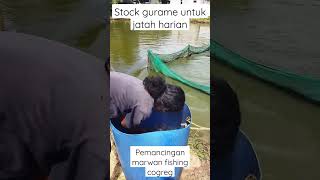 full Gurame Babon di pemancingan marwan #pemancingangurame #mancingmania #pemancinganmarwan