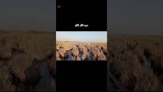 صيد طائر الكار #2024 #4k