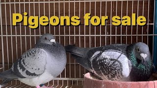 Pigeons for sale and racing pigeons breeding progress.