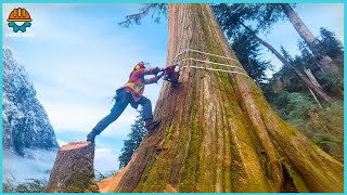 50 Moments Incredible‼️ Amazing Skills Cutting Huge Tree With Strongest Chainsaw Machines