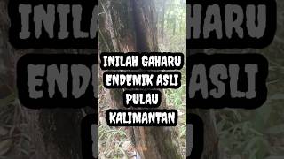 INILAH GAHARU ASLI ENDEMIK PULAU KALIMANTAN  #youtubeshorts