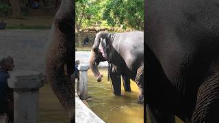 මාමගේ අවදානය ගන්න සාමා කෙල්ල දාන සෙල්ලම්|cute elephant #tusker #elephant #viral #video #shots