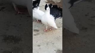 A Pegion Breed pair ||#videos #viral #shorts