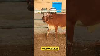 Gir cross 1st lactation cow available for sale at RDF