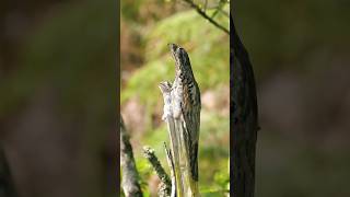 Why Is The Common Potoo Bird The Dumbest Species Ever?