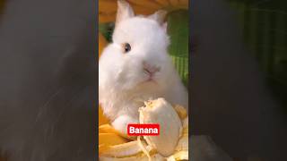 Coelhinho gosta de banana #filhote #pet #animaisfofos #shortfeed #shortvideo #shortpets #coelhinhos