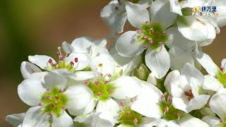 【４K】大坪の夢プロジェクト 蕎麦の花満開