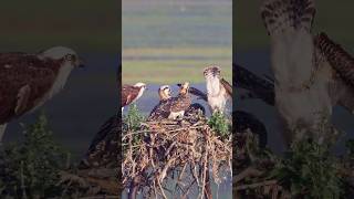 🦅 Osprey Family Update: Morning Wake-Up Call: Osprey Family with Four Chicks  #ospreys #eagle