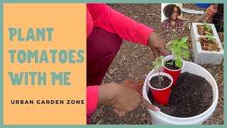 How To Plant Tomatoes In Containers and #Trellis , Small Space Gardening in Zone 9B Florida