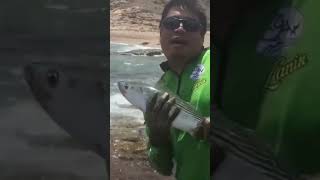 Skipjack Catch and Release # fishing