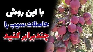 آموزش کامل باغداری سیب برای گرفتن میوه زیاد و باکیفیت | از کاشت تا برداشت