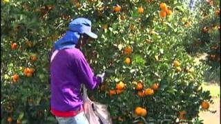 RIC Rural fala sobre a produção de laranja no Paraná