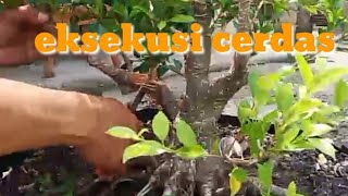 lanjutan program kimeng,,,eksekusi saja