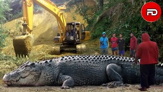 DIANGGAP SILUMAN!! Buaya Raksasa Berusia 100 Tahun Berhasil Ditangkap Warga Usai Menelan M4nuS!4