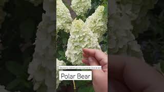 Polar Bear #flower #garden #plant #гортензия