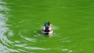 Mallard Ducks Enjoying The Duck Pond