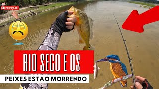 OS PEIXES ESTAO MORANDO EM PALMOS DE AGUA