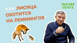 Лесная почта — Как лисица охотится на леммингов? Геннадий Катаев