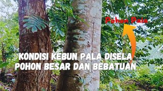 Kondisi Tanaman Pala disela Pohon Besar dan Bebatuan