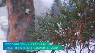 Вепсский лес — уникальный заповедник Ленинградской области