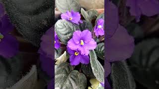 #plants  african violet. My home garden 🏡. online sale