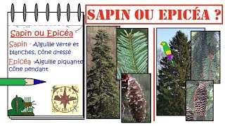 Différence entre Sapin et Epicéa [Fich'Express #18]