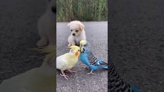 Dog get upset😞 to see this #dog #birds #shortsfeed #shorts #shortvideo #animals