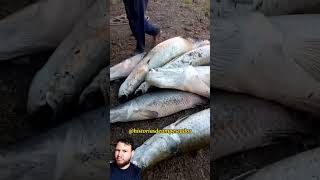 MANEJADO 😨 #viral #fishing #pescador #shortvideos #pescaria #pesca #viralvideos