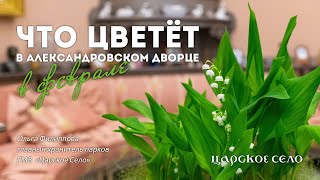 Что цветёт в Александровском дворце в феврале?