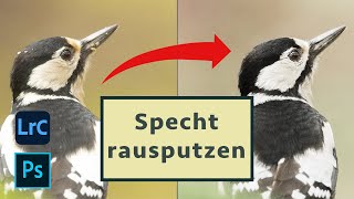 Specht rausputzen - komplette Bildbearbeitung in Photoshop & Lightroom Classic - Tutorial