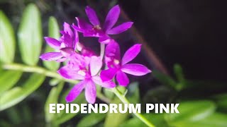 EPIDENDRUM PINK