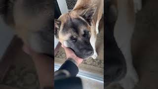 Akita says goodbye to owner