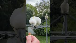 Just Like a Pet Dog! | Cockatoo Eagerly Waits for Treats on Clothesline! #cockatoo  #wildbirds