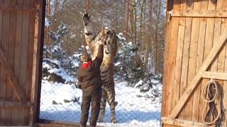 Gigantic siberian tiger Igor