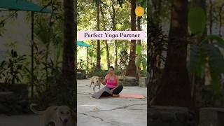 Perfect Yoga Partner You can Get | Dogs Photobombing #shorts #yoga #mindbodysoul