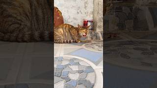 Dont bother me#angry#cat roar#viral#shorts