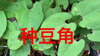 种豆角，搭架子，以及豆角攀爬所用的材料