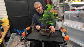 Fruity Bonsai Trees Part 2 Oranges plus we introduce 3 new Bonsai